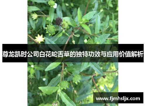 尊龙凯时公司白花蛇舌草的独特功效与应用价值解析
